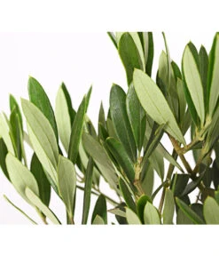 Olive, Stämmchen -Gartenbedarf Verkäufe 2024 7297088 WE DE 001 OleaEuropaeaT14DehnerExpressHerzig