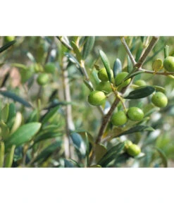 Olive, Stämmchen -Gartenbedarf Verkäufe 2024 7297088 WE DE 002 OliveOleaEuropaeaStamm Pixabay