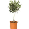 Olive, Stämmchen 2 Olive, Stämmchen -Gartenbedarf Verkäufe 2024 7297088 WE FS 001 OleaEuropaeaT14DehnerExpressHerzig