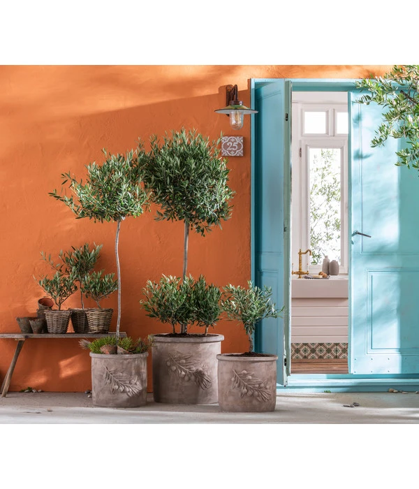 Olive, Busch – Bild 3