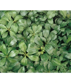 Schattengrün -Gartenbedarf Verkäufe 2024 7298284 BildD 001 SchattengruenDickmaennchenPachysandraPachysandra
