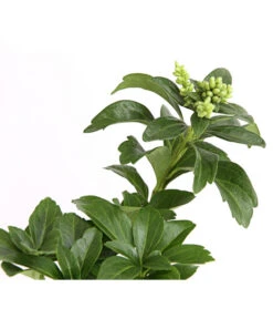 Schattengrün -Gartenbedarf Verkäufe 2024 7298284 WE DE 003 PachysandraSchattengruen9CDehnerExpressHerzig