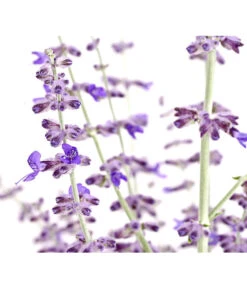 Blauraute 'Blue Spire' -Gartenbedarf Verkäufe 2024 7302631 WE DE 001 BlaurautePerovskiaAbrotanoidesBlueSpire3LDehnerExpressHerzig