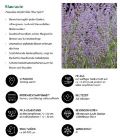 Blauraute 'Blue Spire' -Gartenbedarf Verkäufe 2024 7302631 WE IG 001 Blauraute