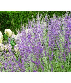 Blauraute 'Blue Spire'