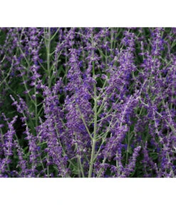 Blauraute 'Blue Spire' -Gartenbedarf Verkäufe 2024 7302631 WE MO 001 PerovskiaLittleSpireTBlauraute