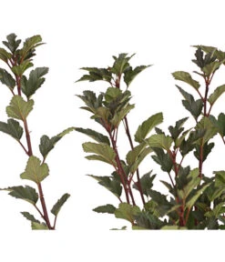 Blasenspiere 'Tiny Wine' -Gartenbedarf Verkäufe 2024 7308570 PR DE 001 PhysocarpusBlasenspiereTinyWine3LDehnerExpressHerzig