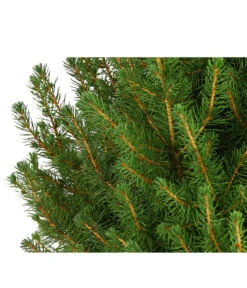 Zuckerhutfichte 'Conica' 7 Zuckerhutfichte 'Conica' -Gartenbedarf Verkäufe 2024 7315047 PR DE 001 PiceaZuckerhutfichteGlauceConica75LDehnerExpressHerzig