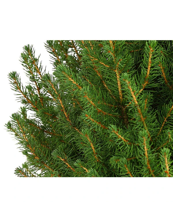 Zuckerhutfichte 'Conica' 5 Zuckerhutfichte 'Conica' – Bild 3