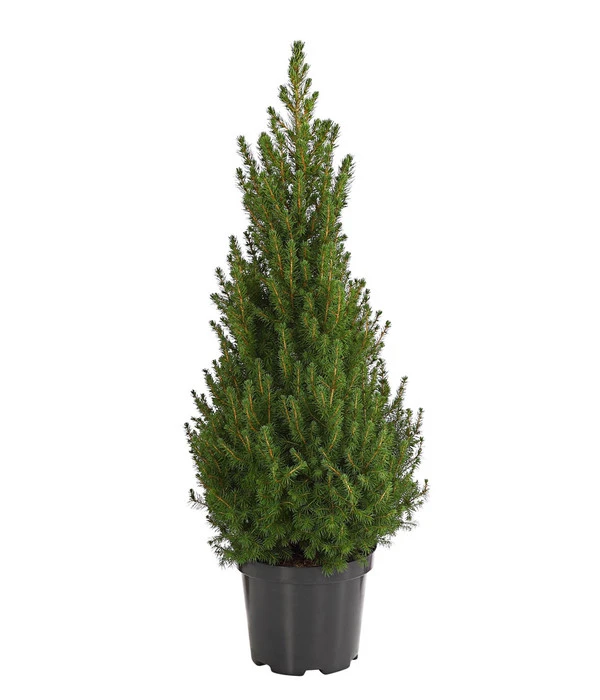 Zuckerhutfichte 'Conica' 3 Zuckerhutfichte 'Conica'