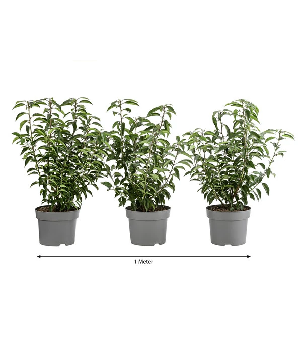 1 Meter Portugiesischer Kirschlorbeer 'Angustifolia', 3 X Ca. 40-60 Cm 3 1 Meter Portugiesischer Kirschlorbeer 'Angustifolia', 3 X Ca. 40-60 Cm