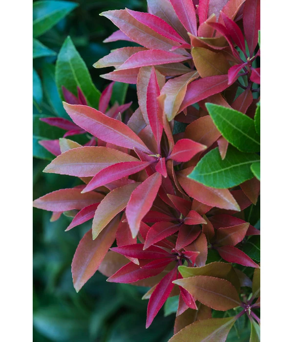 Dehner Schattenglöckchen, Japanische Lavendelheide 'Mountain Fire' 6 Dehner Schattenglöckchen, Japanische Lavendelheide 'Mountain Fire' – Bild 4