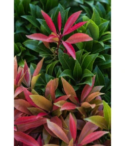 Dehner Schattenglöckchen, Japanische Lavendelheide 'Mountain Fire' 8 Dehner Schattenglöckchen, Japanische Lavendelheide 'Mountain Fire' -Gartenbedarf Verkäufe 2024 7322696 PR DE 002 PierisJaponicaMountainFire