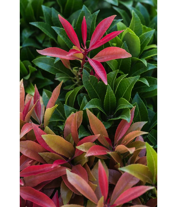 Dehner Schattenglöckchen, Japanische Lavendelheide 'Mountain Fire' 5 Dehner Schattenglöckchen, Japanische Lavendelheide 'Mountain Fire' – Bild 3