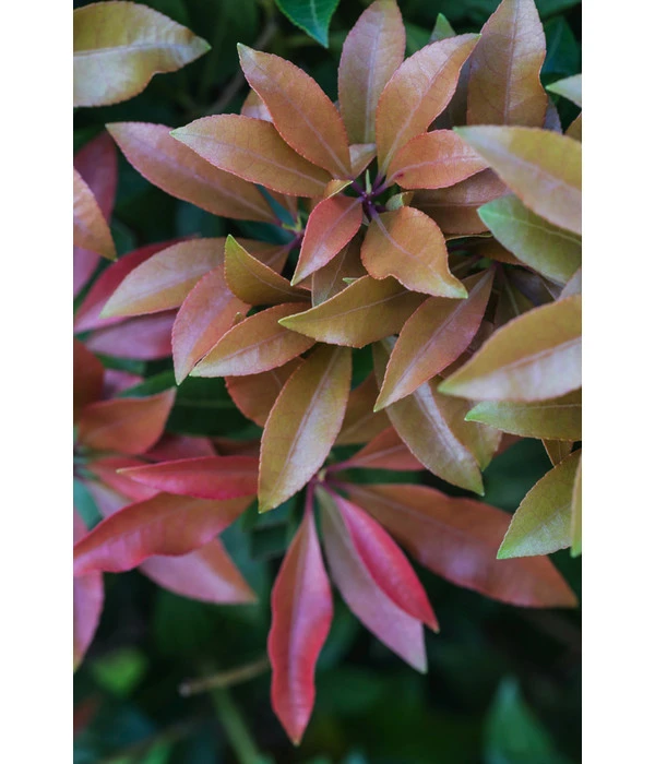 Dehner Schattenglöckchen, Japanische Lavendelheide 'Mountain Fire' 4 Dehner Schattenglöckchen, Japanische Lavendelheide 'Mountain Fire' – Bild 2