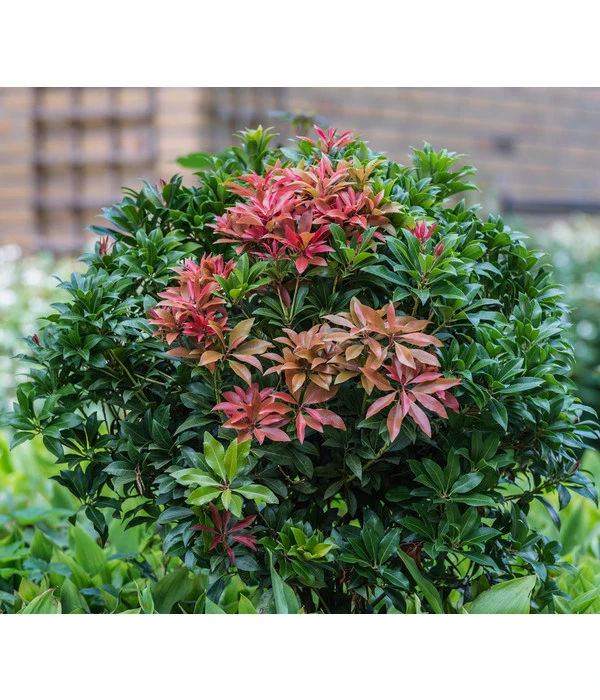 Dehner Schattenglöckchen, Japanische Lavendelheide 'Mountain Fire' 3 Dehner Schattenglöckchen, Japanische Lavendelheide 'Mountain Fire'