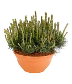 Kriech-Kiefer 'Pumilio', Schale