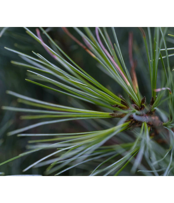 Dehner Weymouths-Kiefer 'Blue Shag' 5 Dehner Weymouths-Kiefer 'Blue Shag' – Bild 3