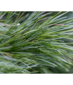 Dehner Weymouths-Kiefer 'Blue Shag' 9 Dehner Weymouths-Kiefer 'Blue Shag' -Gartenbedarf Verkäufe 2024 7340052 PR DE 002 PinusStrobusBlueShagRet