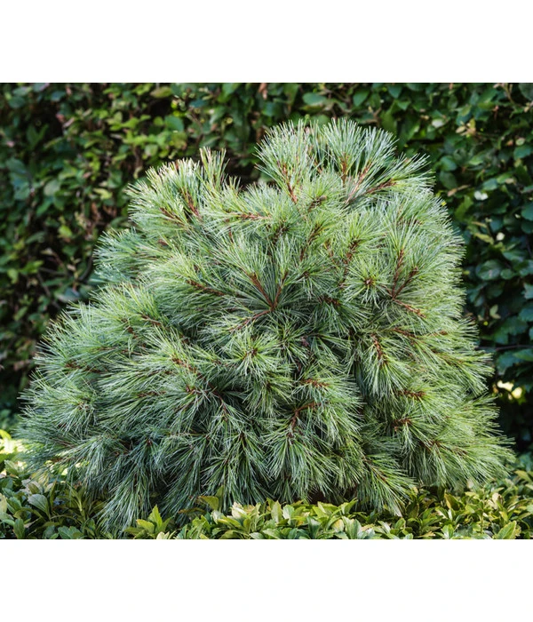 Dehner Weymouths-Kiefer 'Blue Shag' 4 Dehner Weymouths-Kiefer 'Blue Shag' – Bild 2