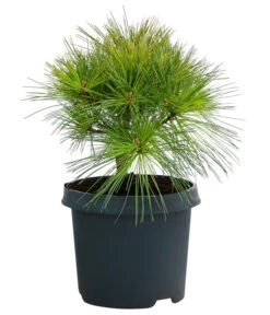 Dehner Weymouths-Kiefer 'Blue Shag'