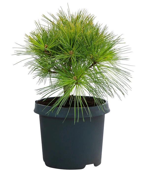 Dehner Weymouths-Kiefer 'Blue Shag' 3 Dehner Weymouths-Kiefer 'Blue Shag'