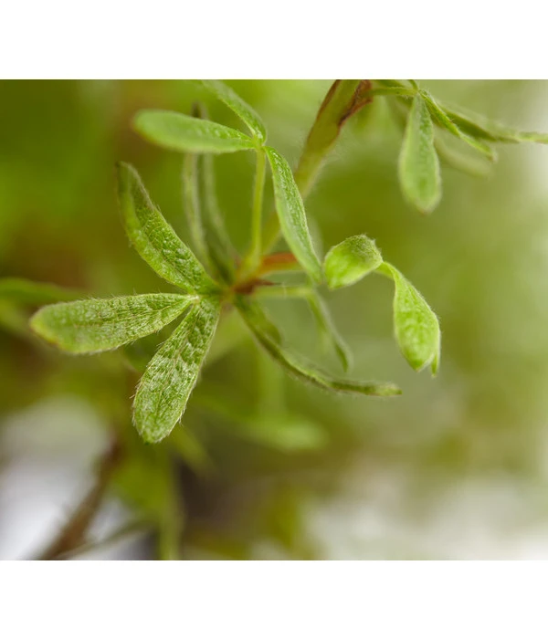Fingerstrauch 6 Fingerstrauch – Bild 4