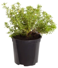 Fingerstrauch 7 Fingerstrauch -Gartenbedarf Verkäufe 2024 7353790 WE FS 001 FingerstrauchPotentillaFruticosaRedAceDehnerExpressZS