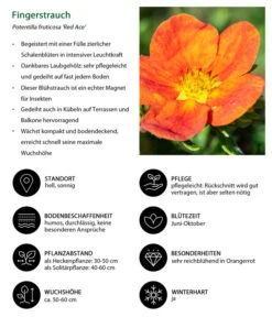 Fingerstrauch 8 Fingerstrauch -Gartenbedarf Verkäufe 2024 7353790 WE IG 001 Fingerstrauch