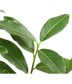 Kirschlorbeer 'Genolia' -Gartenbedarf Verkäufe 2024 7358575 PR DE 001 PrunusLaurocerasusGenoliaKirschlorbeerDehnerExpressHerzig