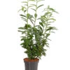 Kirschlorbeer 'Genolia' 2 Kirschlorbeer 'Genolia' -Gartenbedarf Verkäufe 2024 7358575 WE FS 001 PrunusLaurocerasusGenoliaKirschlorbeerDehnerExpressHerzig