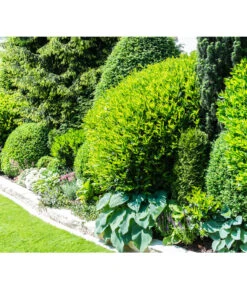 Kaukasischer Kirschlorbeer 'Caucasica' 5 Kaukasischer Kirschlorbeer 'Caucasica' -Gartenbedarf Verkäufe 2024 7359359 PR MO 001 PrunusLaurocerasusCaucasicaKirschlorbeerGWLucknerMai2017