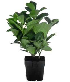 Gartenbedarf Verkäufe 2024 -Gartenbedarf Verkäufe 2024 7360134 WE FS 001 PrunusLaurocerasusEtnaKirschlorbeer2L