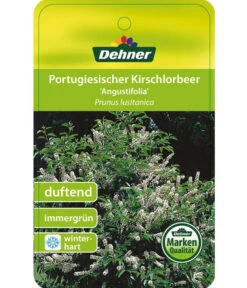 Portugiesischer Kirschlorbeer 'Angustifolia' -Gartenbedarf Verkäufe 2024 7362833 PortugiesischerKirschlorbeerAngustifolia Etikett 1