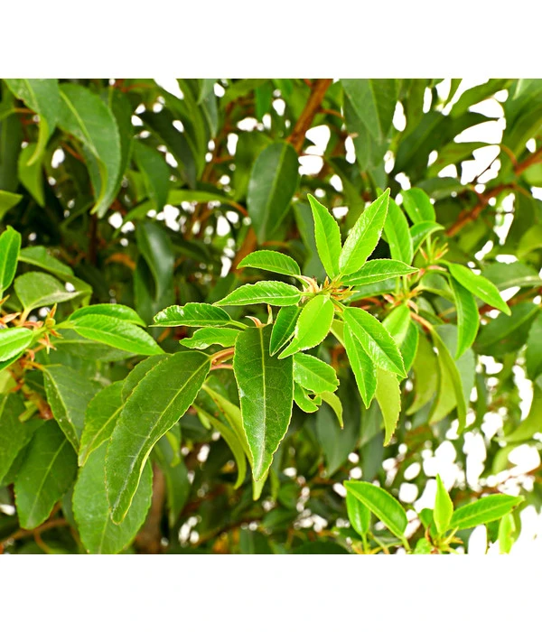 15 Meter Portugiesischer Kirschlorbeer 'Angustifolia', 40 X Ca. 80-100 Cm 4 15 Meter Portugiesischer Kirschlorbeer 'Angustifolia', 40 X Ca. 80-100 Cm – Bild 2