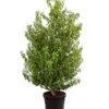 Portugiesischer Kirschlorbeer 'Angustifolia' -Gartenbedarf Verkäufe 2024 7362833 WE FS 001 PrunusLusitanicaAngustKirschlorbeer12LDehnerExpressHerzig