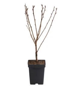 Nelken-Kirsche 'Kanzan' -Gartenbedarf Verkäufe 2024 7365885 WE FS 001 PrunusSerrulataKanzanJapanischeNelkenkirsche5l