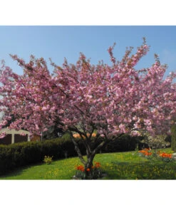 Nelken-Kirsche 'Kanzan' -Gartenbedarf Verkäufe 2024 7366404 PR MO 001 PrunusKanzanPixabay