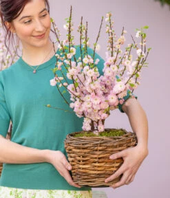 Mandelbäumchen -Gartenbedarf Verkäufe 2024 7372048 WE MO 001 Mandelbaeumchen