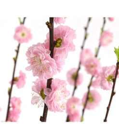 Mandelbäumchen -Gartenbedarf Verkäufe 2024 7372113 WE DE 001 PrunusZierkirscheTrilobaStamm7LDehnerExpressHerzig