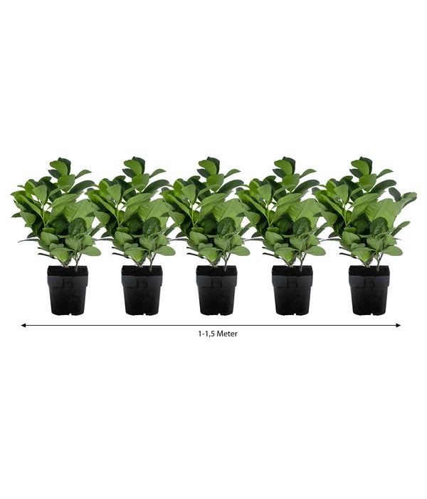 1-1,5 Meter Kirschlorbeer 'Etna', 5 X Ca. 20-30 Cm 3 1-1,5 Meter Kirschlorbeer 'Etna', 5 X Ca. 20-30 Cm