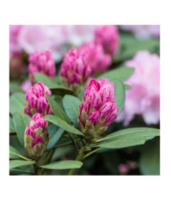 Rhododendron, 10 L -Gartenbedarf Verkäufe 2024 7431885 PR DE 017 RhododendronRosaLuckner