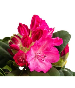 Rhododendron, 10 L -Gartenbedarf Verkäufe 2024 7431885 WE DE 001 RhododendronRosa10L