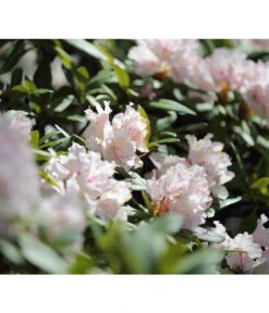 Rhododendron, 5 L -Gartenbedarf Verkäufe 2024 7441165 PR MO 002 RhododendronWeissDehnerExpressHerzig