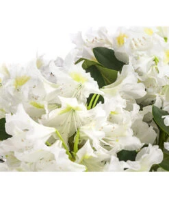 Rhododendron, 5 L -Gartenbedarf Verkäufe 2024 7441165 WE DE 001 RhododendronWeiss5L