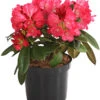 Rhododendron 'Morgenrot' -Gartenbedarf Verkäufe 2024 7447329 WE FS 001 RhododendronYakushimanumMorgenrot2LDehnerExpressHerzig