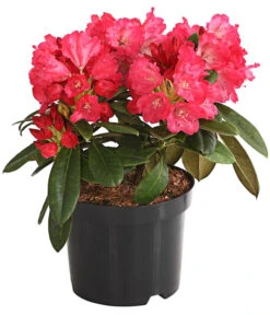 Rhododendron 'Morgenrot'