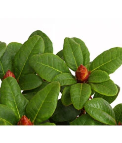Zwerg-Rhododendron -Gartenbedarf Verkäufe 2024 7451198 WE DE 001 ZwergrhododendronInRotenSorten11CDehnerExpressHerzig