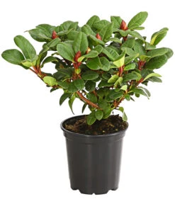 Zwerg-Rhododendron -Gartenbedarf Verkäufe 2024 7451198 WE FS 001 ZwergrhododendronInRotenSorten11CDehnerExpressHerzig