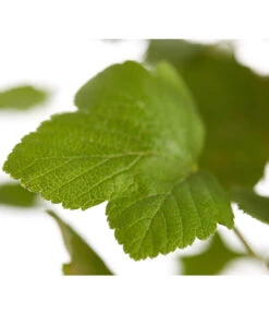 Blut-Johannisbeere 'King Edward VII' -Gartenbedarf Verkäufe 2024 7453749 WE DE 001 RibesSanguineumKingEdwardVIIJohannisbeere3LDehnerExpressZS